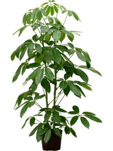 Schefflera actinophylla 'Amate'