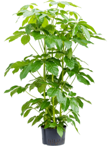 Schefflera actinophylla 'Amate'