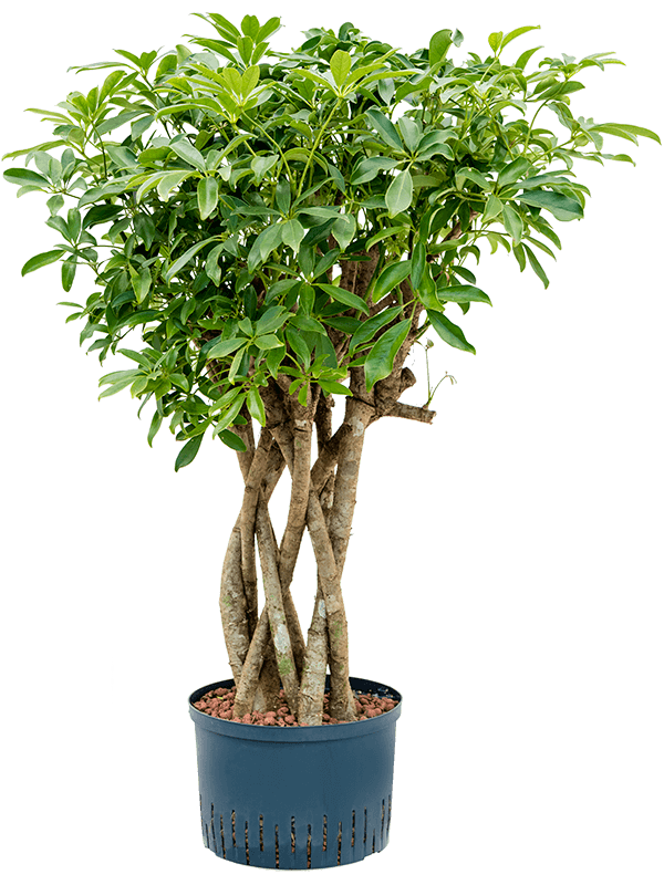 Schefflera arboricola 'Compacta' - SKU 1SCARSS36