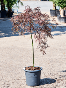 Acer palmatum 'Crimson Queen' (100-140)