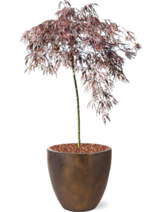 Acer palmatum 'Crimson Queen' (100-140) in Plain